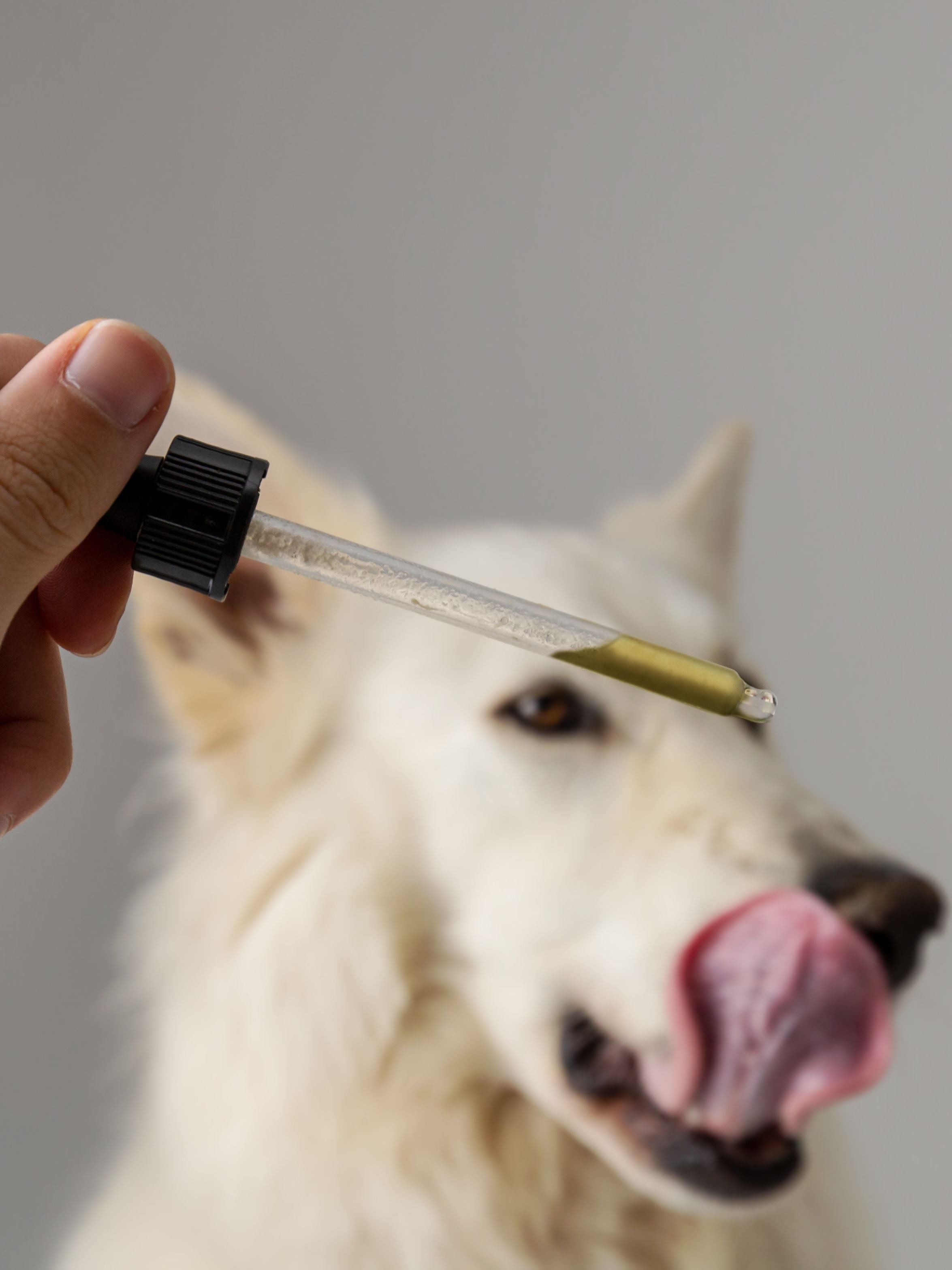CBD oil for Dogs and their anxiety India Hemp Organics