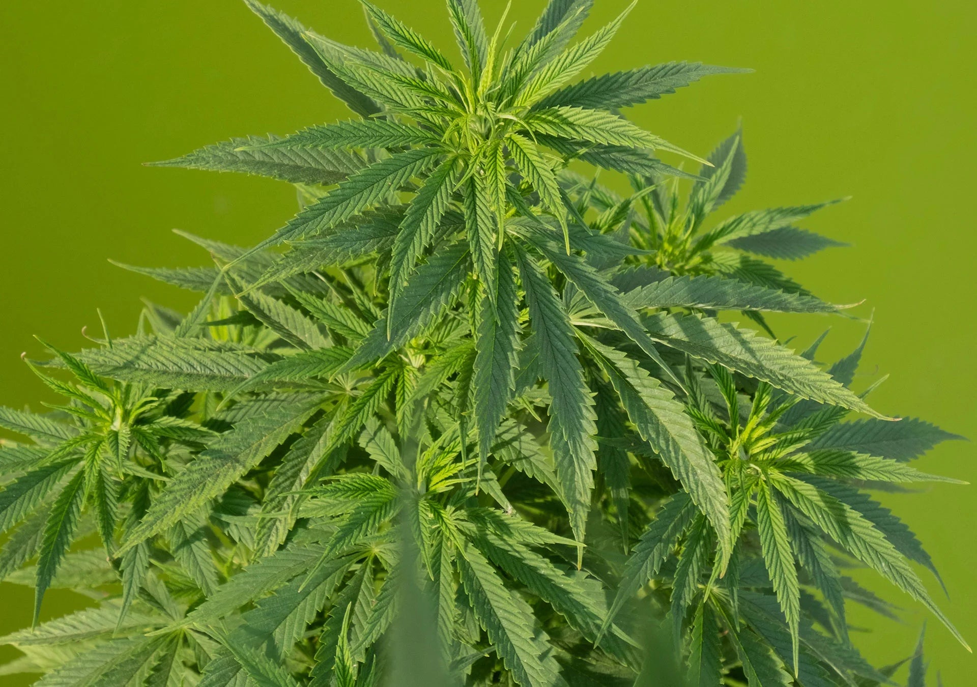 Ever Wondered If Cannabis Is Legal In India? – India Hemp Organics