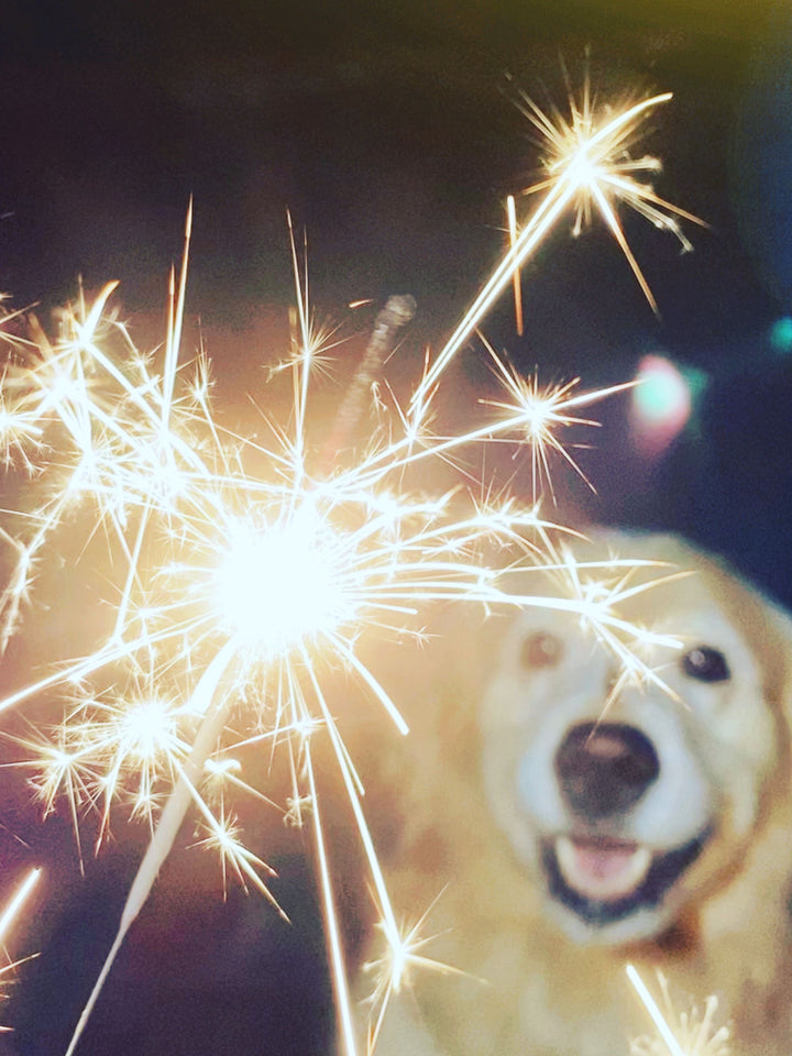 Helping Pets Cope Diwali Anxiety!
