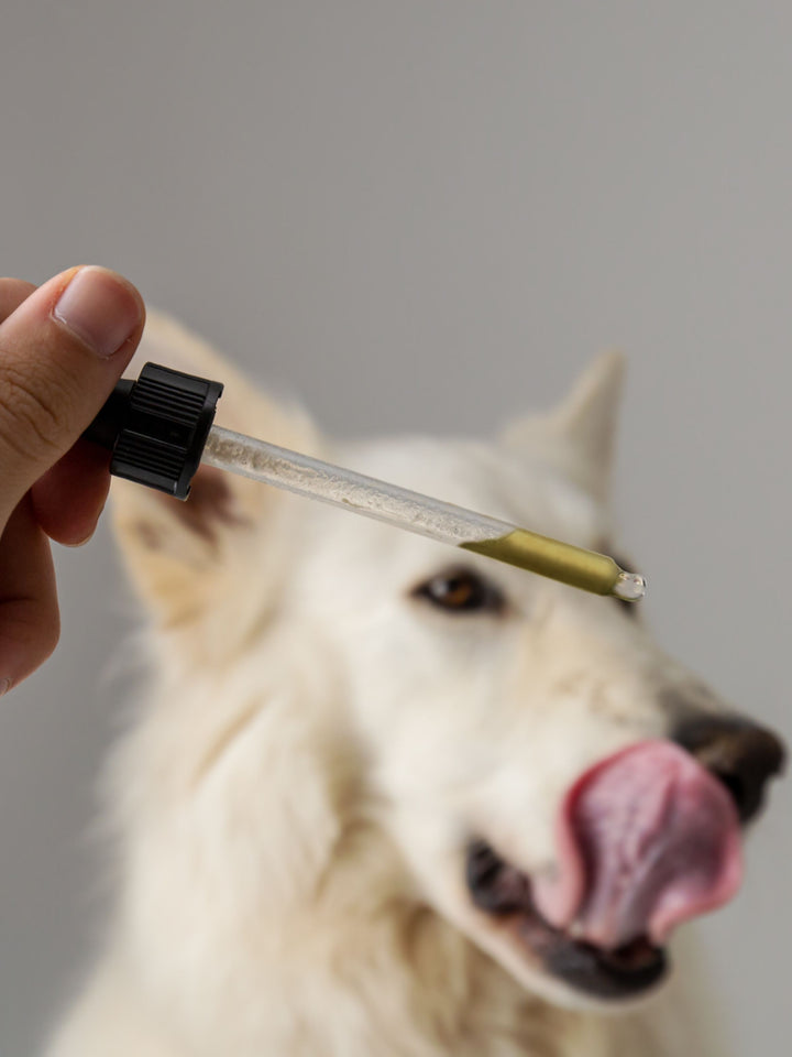 CBD Oil for Dogs: Addressing Anxiety and Stress in Canine Companions
