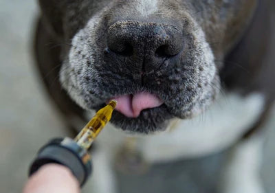 Pet Care 101: Is CBD Oil Good For Your Pets?